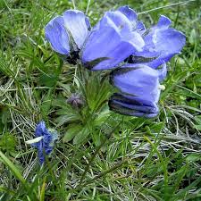CAMPANULA ALPINA SEEDS (Alpine Bellflower) - Plant World Seeds