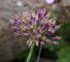Allium cyrilli - Wikipedia