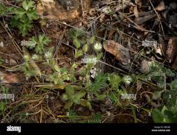 A chickweed, Cerastium comatum, Cerastium illyricum subsp ...