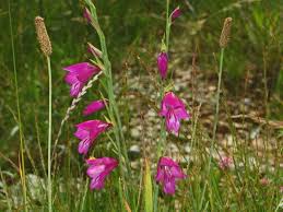 Gladiolus palustris - Wikipedia
