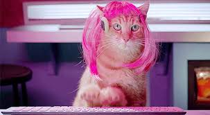 Image result for cats wearing wigs
