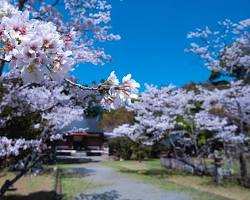 人吉溫泉櫻花的圖片