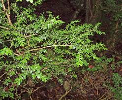 Buxus colchica - Wikipedia
