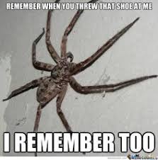Spider Meme on Pinterest | Spider Quotes, Funny Spider and ... via Relatably.com