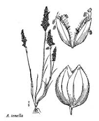 Fam. Portulacaceae - florae.it