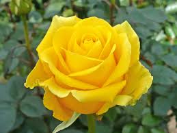 Image result for images of yellow roses
