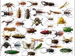 What kind of insects do you like/dislike? Images?q=tbn:ANd9GcThmFBU_FXls_Lh9bYqNwoyTjUQKDKvhgTvYRHftvllgG04Xrf5