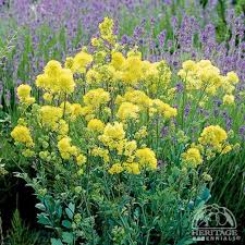 Plant Profile for Thalictrum flavum - Yellow Meadow-rue Perennial