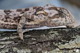 Image result for chameleon camouflage