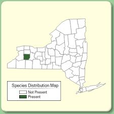 Hydrocotyle vulgaris - Species Page - NYFA: New York Flora Atlas