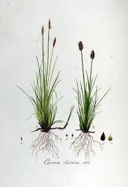 File:Carex dioica — Flora Batava — Volume v6.jpg - Wikimedia ...