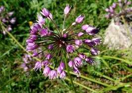 Allium lusitanicum - Wikipedia