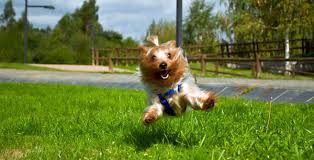 Résultat de recherche d'images pour 'image de yorkshire terrier'