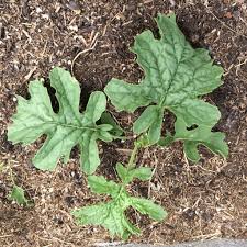 tartar bread plant (Crambe tataria) – Cultivariable