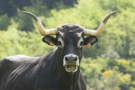 Resultado de imagen de vaca tudanca