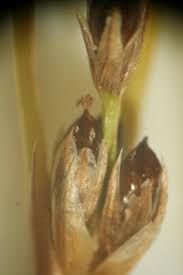 Juncus alpinoarticulatus - Michigan Flora