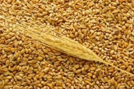 Третина агропідприємств  Драбівщини виконала завдання з постачання зерна до регіональних ресурсів
