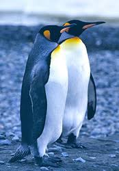 Image result for arctic animals list