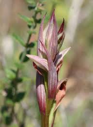 Serapias parviflora - Wikipedia