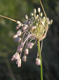 Allium paniculatum - Wikipedia