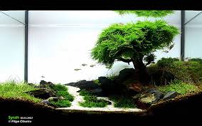Image result for aquascape beautiful