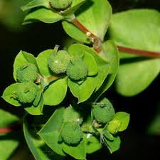 Euphorbia platyphyllos (broad-leaved spurge): Go Botany