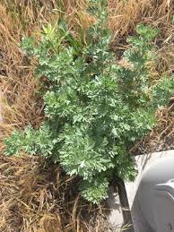 Absinth wormwood identification and control: Artemisia absinthium ...