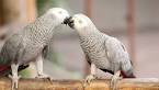 pictures of 2 parrots kissing videos
