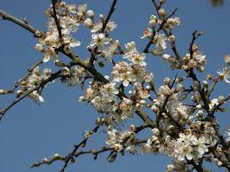 Prunus spinosa - Wikipedia
