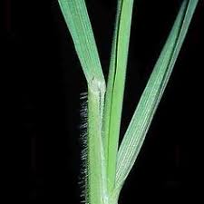 Secale cereale (cultivated rye): Go Botany