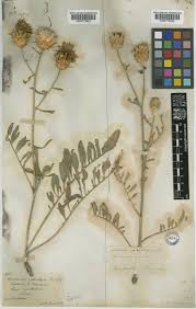 Centaurea salonitana Vis. | Plants of the World Online | Kew Science