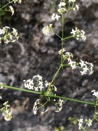 Galium pumilum Murray, Slender bedstraw (World flora) - Pl@ntNet ...