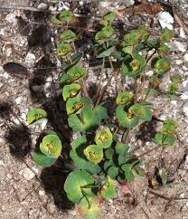 Euphorbia valliniana Belli
