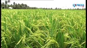Image result for paddy cultivation
