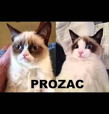 Best of cat memes 2015!|| funny memes! - YouTube via Relatably.com