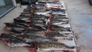 Sema apreende 260 quilos de pescado ilegal em Barão de Melgaço