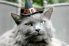 Image result for cute halloween cats