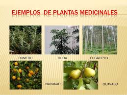 Resultado de imagen para los plantas medicinales