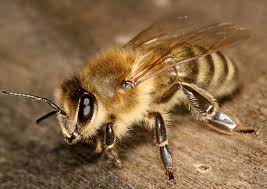 Resultado de imagen de abeja
