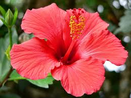 Image result for free download pictures of hibiscus