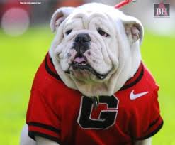 Image result for ga dawgs
