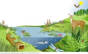Image result for organisms and their environment