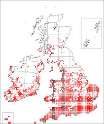 Coronopus didymus | Online Atlas of the British and Irish Flora