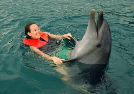 Image result for swim with dolphins