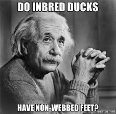Do inbred ducks Have non-webbed feet? - Albert Einstein | Meme ... via Relatably.com
