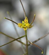Sisymbrium erysimoides Desf., Smooth mustard (World flora) - Pl ...