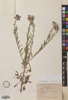 Centaurea depressa in Global Plants on JSTOR