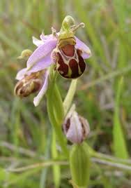 Ophrys - Wikipedia, entziklopedia askea.