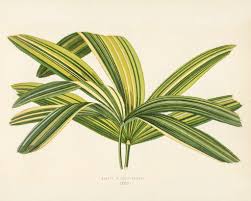 Slender Lady Palm (Rhapis Flabelliformis) engraved by Benj… | Flickr