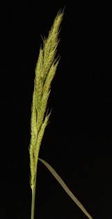 Echinochloa stagnina (Retz.) P.Beauv. | Plants of the World Online ...